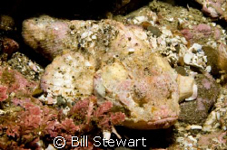 "Juvenile Devil Scorpionfish" (Scorpaenopsis diabolus) Th... by Bill Stewart 